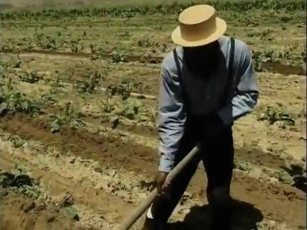 Ebony Hunks Working With Haystack In Amish Warehouse - Usa on tubepornebony.com